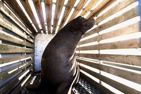 FILE - In this March 14, 2018, file photo, a California sea lion waits to be released into the Pacific Ocean in Newport, Ore. A bill that would make it easier to kill sea lions that gobble endangered salmon in the Columbia River has cleared a key committee in the U.S. Senate. The measure allows the federal government to issue permits to Washington, Idaho and Oregon, and several Pacific Northwest tribes, allowing up to 100 sea lions to be killed a year. (AP Photo/Don Ryan, file)