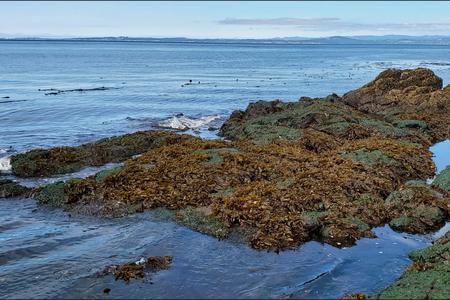 Kelp on ocean rocks