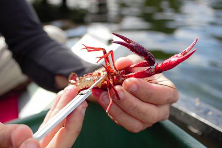 A scientist holds a crayfish