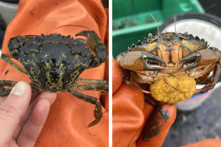 two photos of green crabs are published side by side, showing the shell and underside of a crab, as well as an egg sac