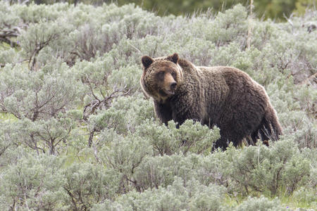 a grizzly bear stands in a field of tall grasses 