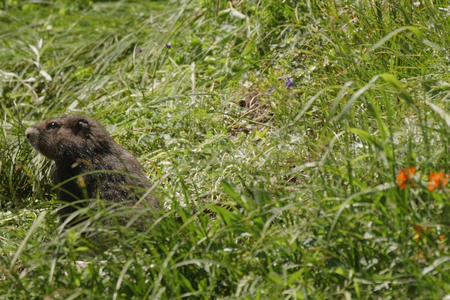 A marmot coming out of burrow with grass around him