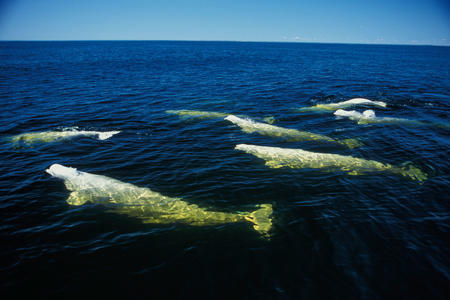 A pod of six beluga whales