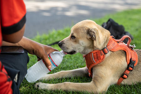 a golden retriever puppy in an orange vest laps water from a water bottle while sitting in the grass. 