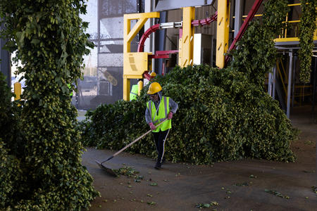 Romina Atzin sweeps up harvested hops at Perrault Farms in Toppenish