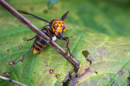 a hornet faces the camera. it rests on a stick. there are leaves in the background. 
