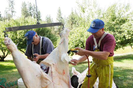 Two men work on butchering a cow