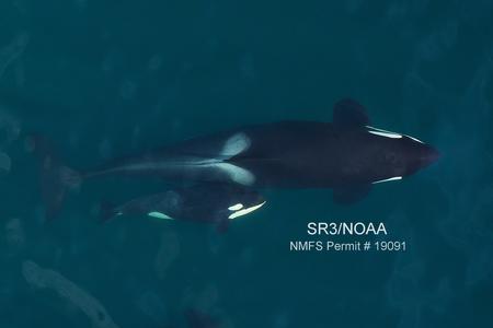 a mother orca and calf as viewed from the air 
