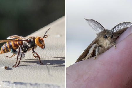 on the left, a hornet with a radio tag. on the right, a moth facing the camera sits on a person's finger.