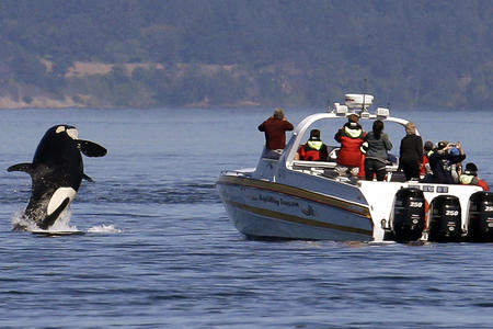 orca jumping near a boat.