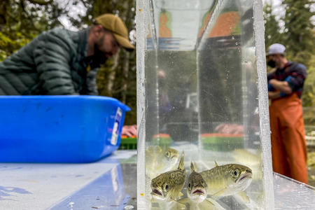 Chinook salmon juvenile fish swim in a clear container on a table with a blue bin, with ecologists working in the background