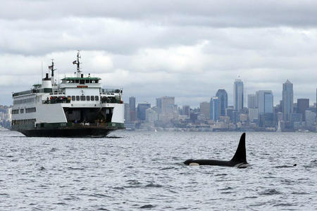 A ferry approaches an orca, whose dorsal fin appears above the water