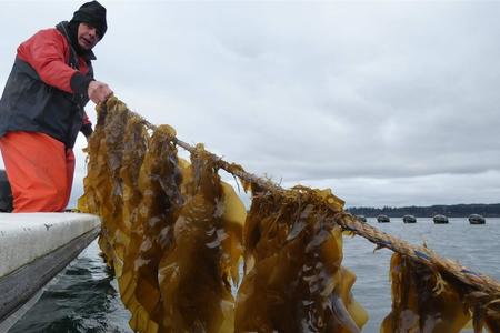 A man on a boat holds up a rope with kelp hanging off of it