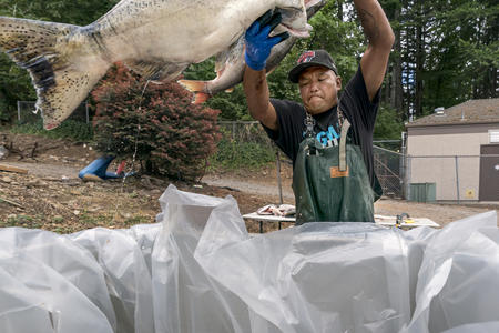 A worker throws a salmon at a roadside stand