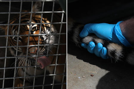 a tiger's face behind a metal mesh cage, and a gloved hand holding a tiger's tail
