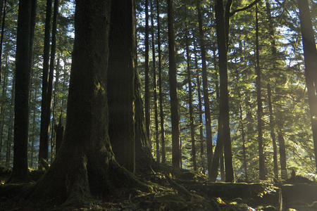 File photograph from 2011 of an old growth forest on the Quinault Indian Nation in Washington state. (wild trees via Flickr)