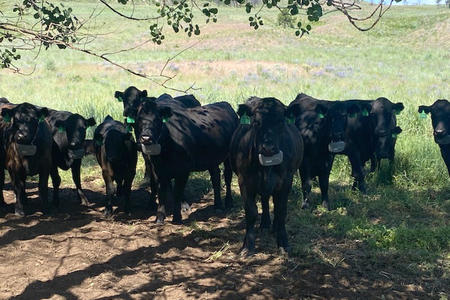 black cows stand in the shade under a tree in a field