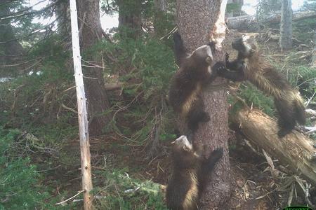 A mother wolverine and her kits on a tree