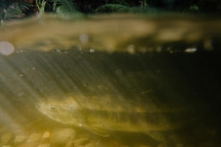 A salmon swimming upstream