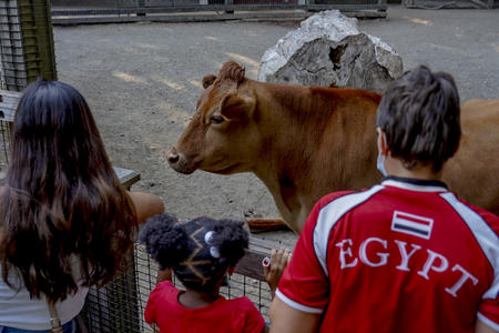 children with back to camera looking at a cow