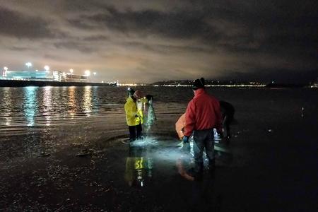 Scientists work at night to restore habit to a native oyster bed in Seattle's Elliott Bay. (Photo © Port of Seattle)
