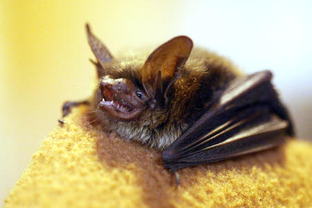 a bat on a towel with its mouth open