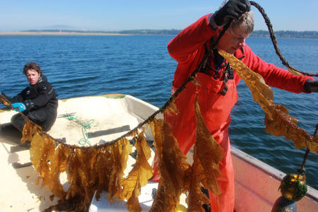 Scientists Joth Davis, left, and Brian Allen, of the Puget Sound Restoration Fund, hold a string of kelp that grew on a buoy line in Washington state's Hood Canal.