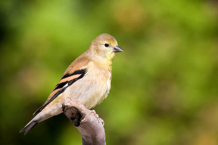 a small bird sits on a tree branch 
