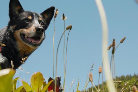 dog smiling from low angle in the grass