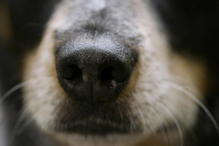 A close up of dog nose