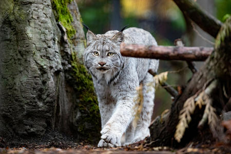 Canada lynx depend on a healthy snowpack to hunt for prey. 