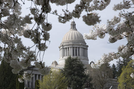 A picture of the Capitol building in Olympia, framed by cherry blossoms in bloom.