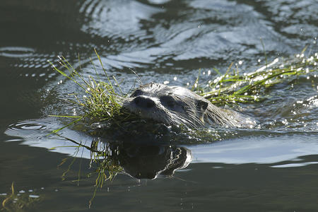 A river otter pokes its head over the water with seaweed in its mouth