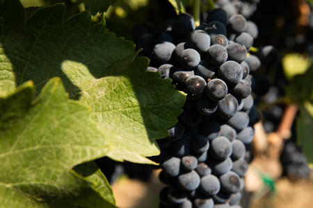 Grapes yet to be harvested at Boushey Vineyards in the Yakima Valley