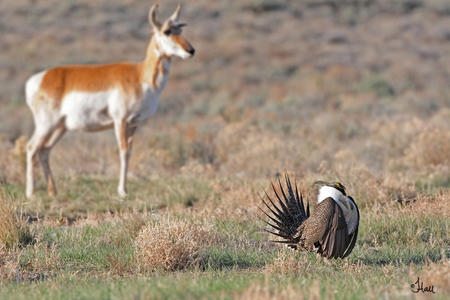 Pronghorn and sage grouse