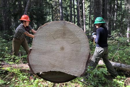 Washington Trail Association crew cuts out a downed tree on the Company Creek Trail in the Entiat Valley.