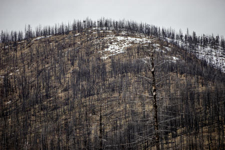 Charred trees on a snowcapped hill.
