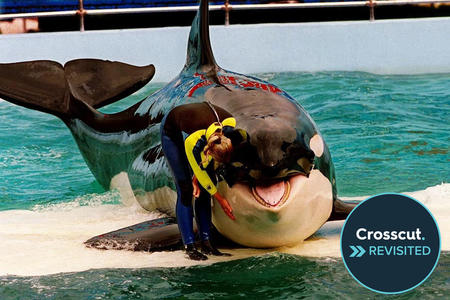 A human trainer stands next to an orca on a water-level platform in a theme park pool.