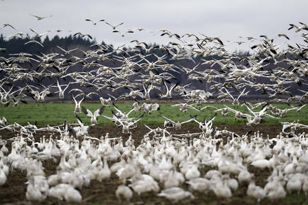 A large flock of dozens of white geese fly over a field and land on it.