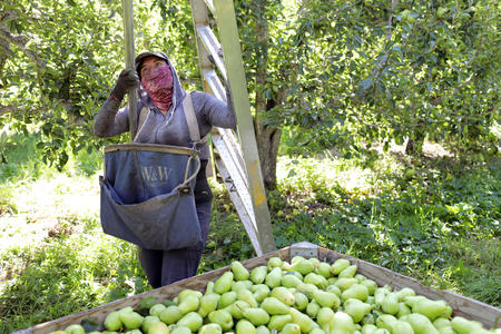 A person in a pear orchard holds a ladder and a poll