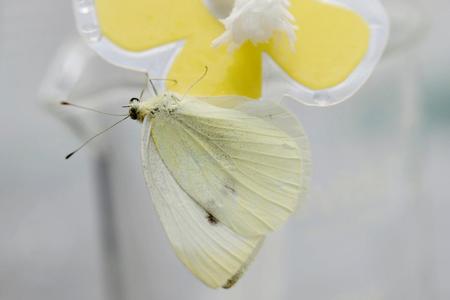 close up of yellow butterfly perched on an artificial flower