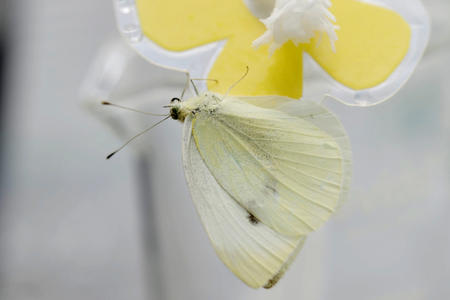 yelow butterfly close up on artificial flower