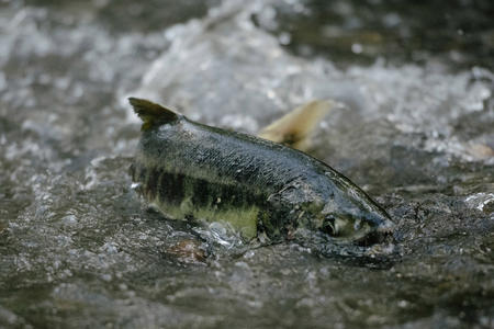 Chum salmon swim upstream to spawn in the waters of Pipers Creek 