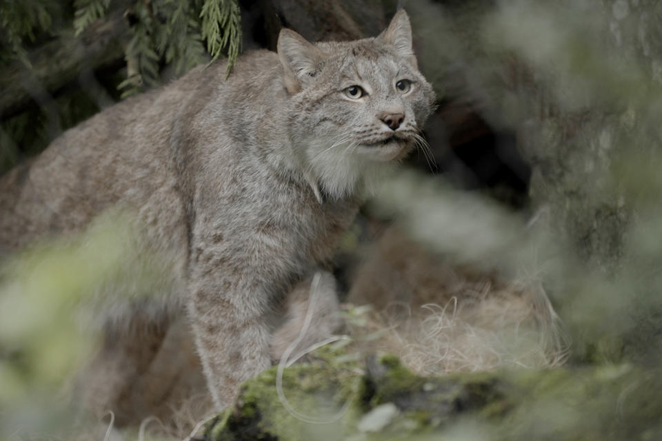 lynx walking with leaves in the foreground